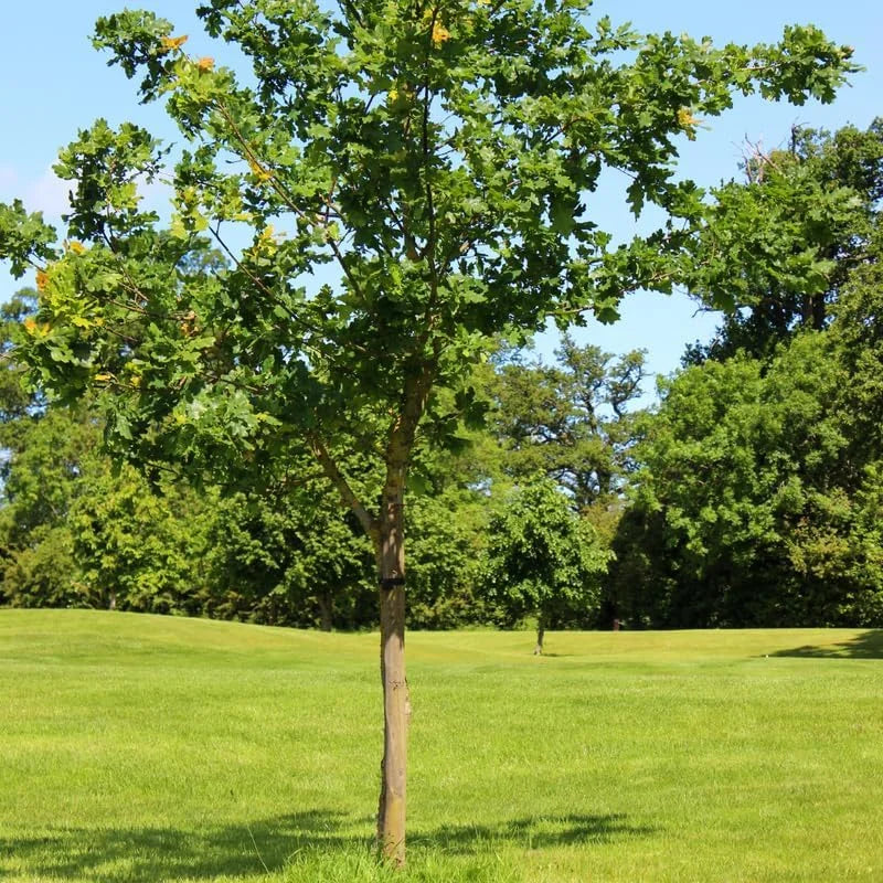 Chinkapin Oak Tree Live Plant 14-18 Inches - Rooted Oak Seedling