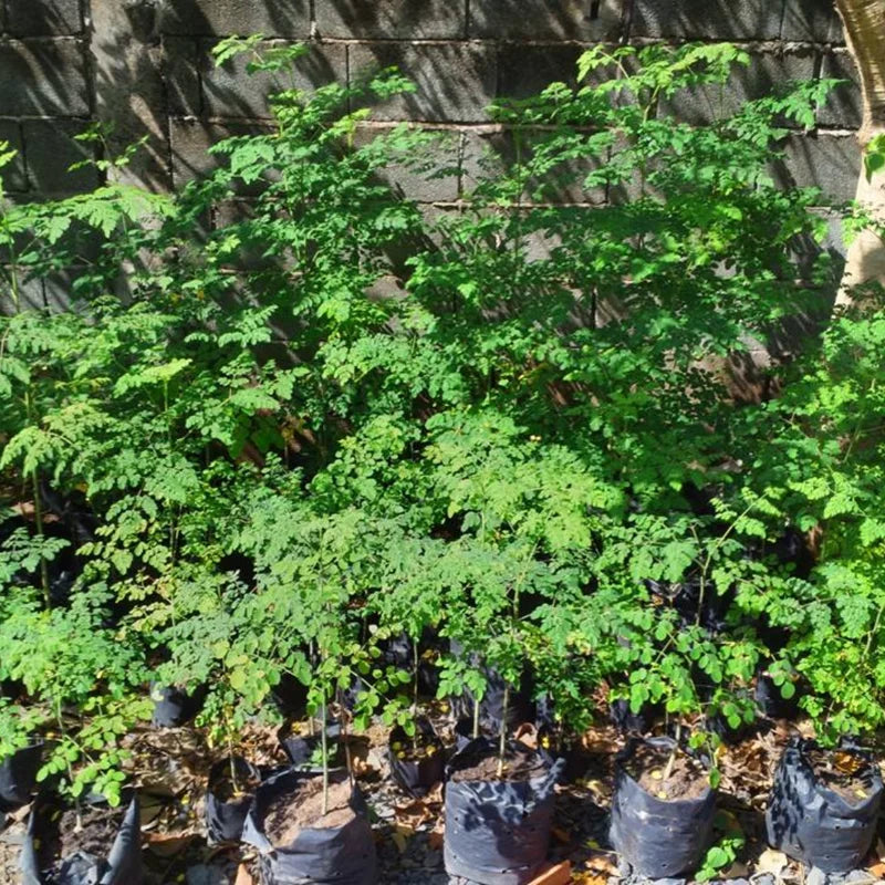 Dwarf Moringa Oleifera Live Plant - 4 Inch Pot, 6-12 Inch Tall Malunggay Tree