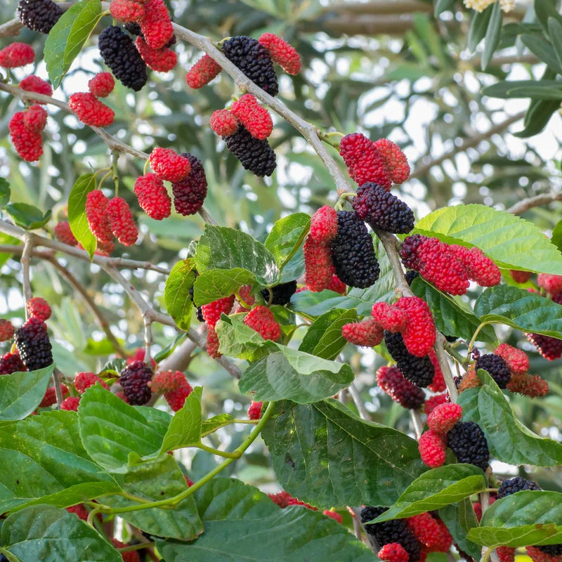 Dwarf Mulberry Live Plant - 4-6 Inch Starter Plant for Fruit Berry Gardening