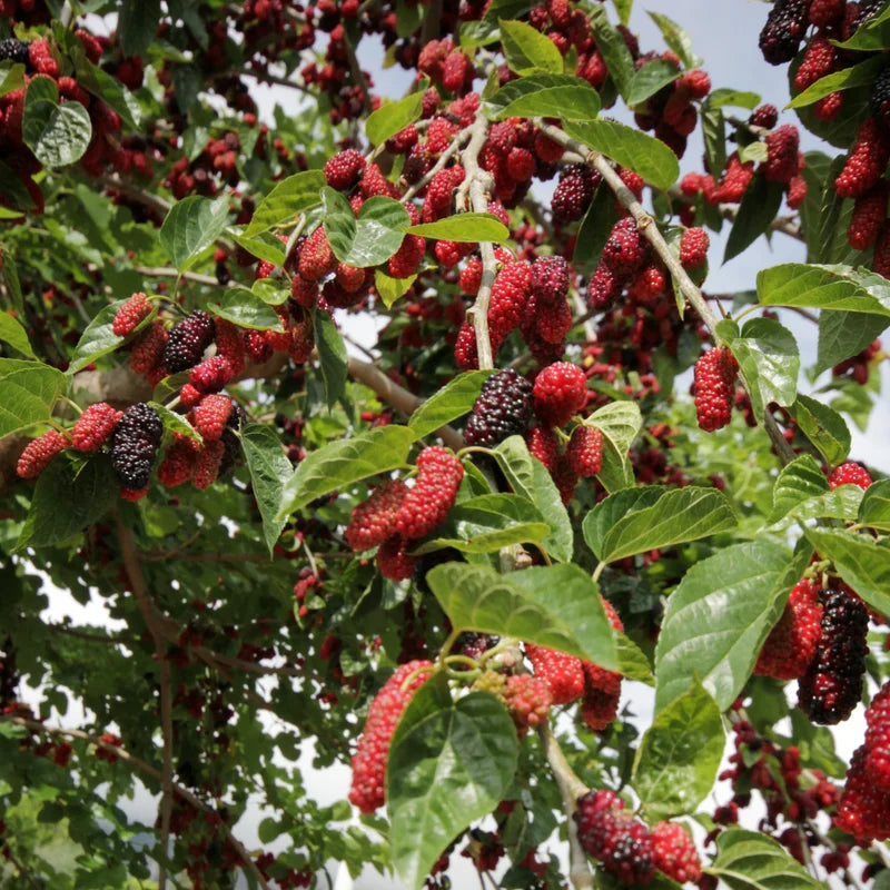 Dwarf Mulberry Live Plant - 4-6 Inch Starter Plant for Fruit Berry Gardening
