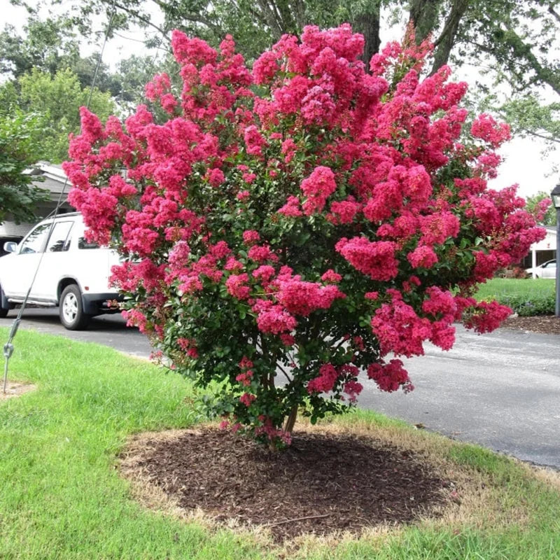 Dwarf Pink Crepe Myrtle Live Plants - 2.5-inch Pot - Ornamental Tree