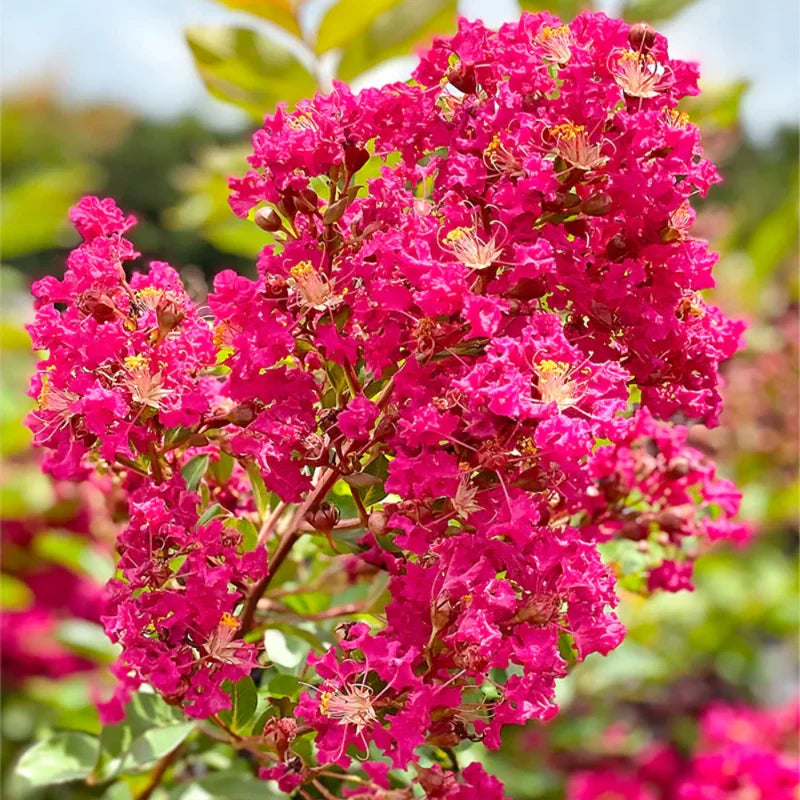Dwarf Pink Crepe Myrtle Live Plants - 2.5-inch Pot - Ornamental Tree