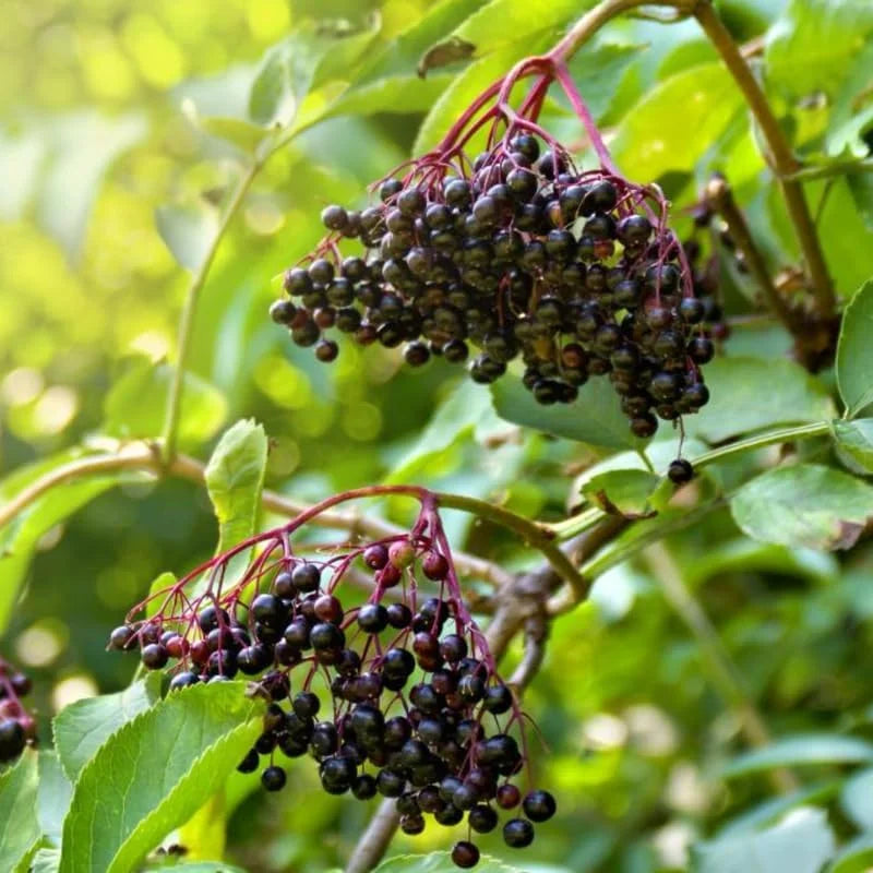 Elderberry Plants Live - 2 Sweet Black Elderberry Bushes - 6-12 Inches