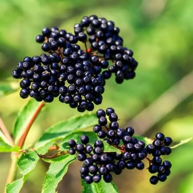 Elderberry Plants Live - 2 Sweet Elderberry Bushes 6-12 Inches Tall - Black American Elderberry