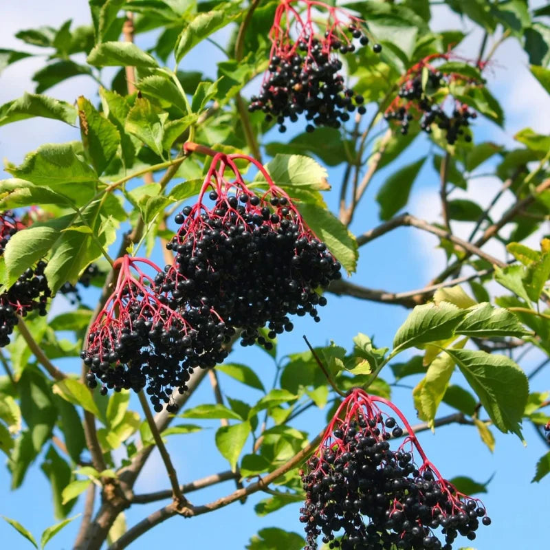 American Elderberry Plant Live Black Elderberry Bush Shrub 7-11 Inch Height