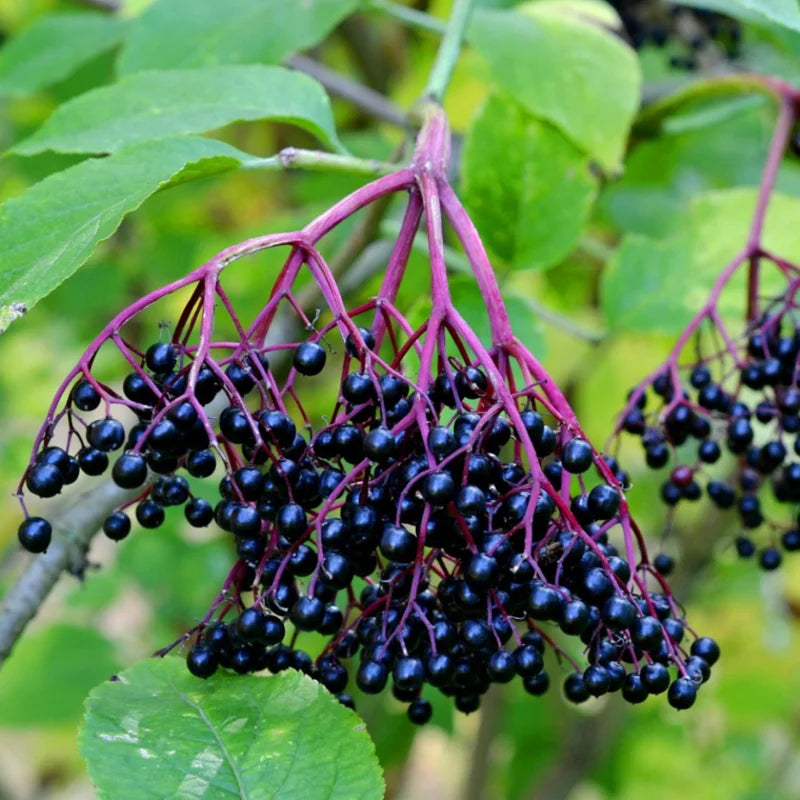 Pack 2 Elderberry Plants Live For Planting, Elderberry Bush Live Plants, Well Rooted 6-12 Inch Tall