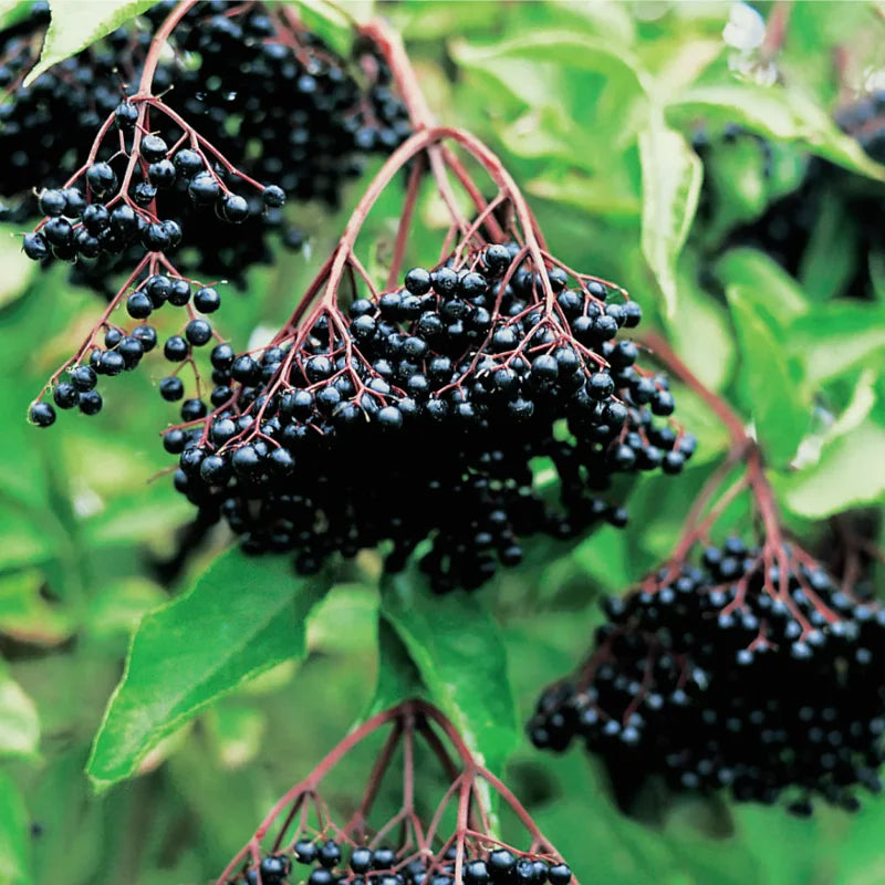 American Elderberry Plant Live Black Elderberry Bush Shrub 7-11 Inch Height