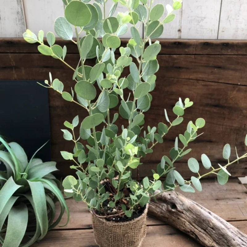 Eucalyptus Live Plant Indoor Planting 3-6 Inches Baby Blue