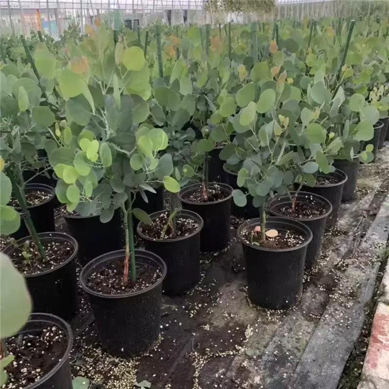 Eucalyptus Live Plant Indoor Planting 3-6 Inches Baby Blue