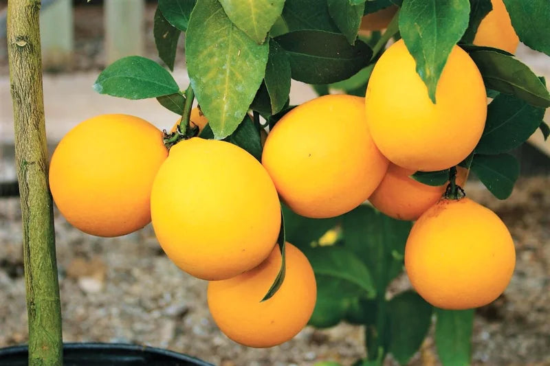 Eureka Lemon Tree Live Plant - 4 Inch Pot - Fruiting Ornamental Tree