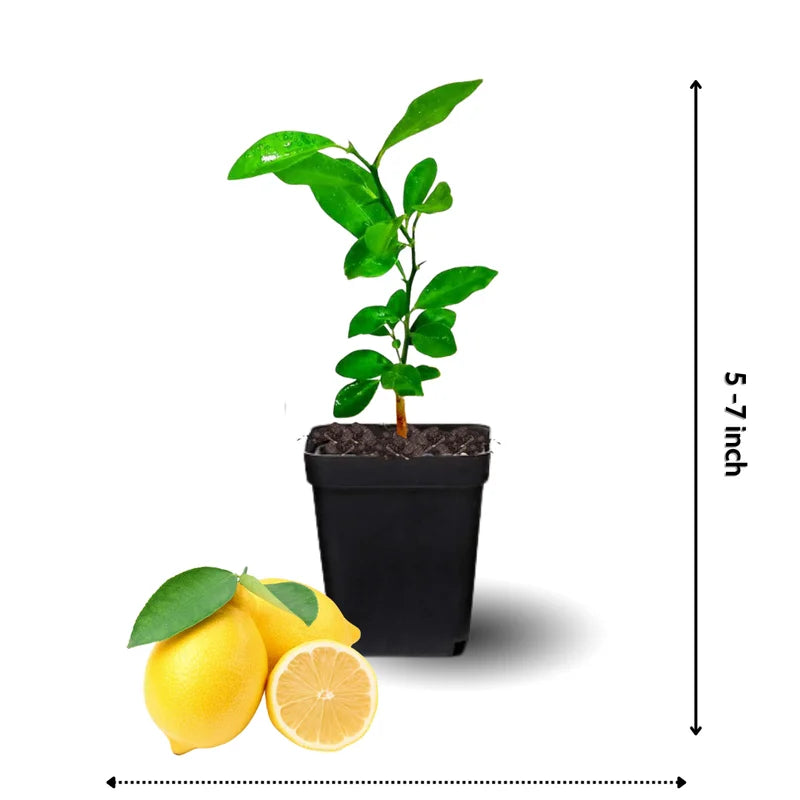 Eureka Lemon Tree Live Plant - 4 Inch Pot - Grow Fresh Lemons at Home