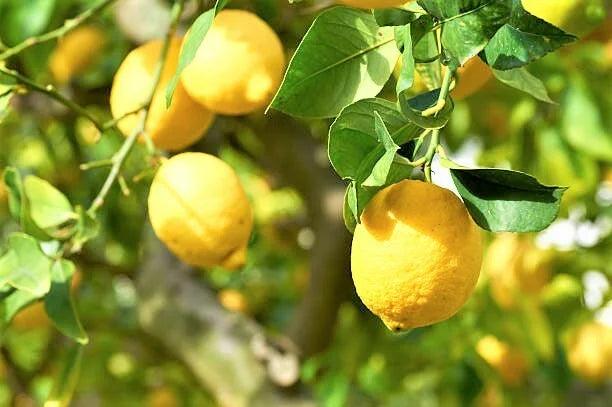 Eureka Lemon Tree Live Plant - 4 Inch Pot - Grow Fresh Lemons at Home