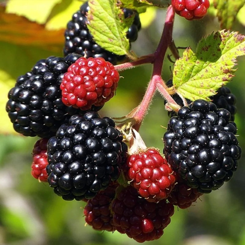 Von Everbearing Blackberry Plants - 4 Pack Thornless Blackberry Plant Bushes - High-Yield Variety