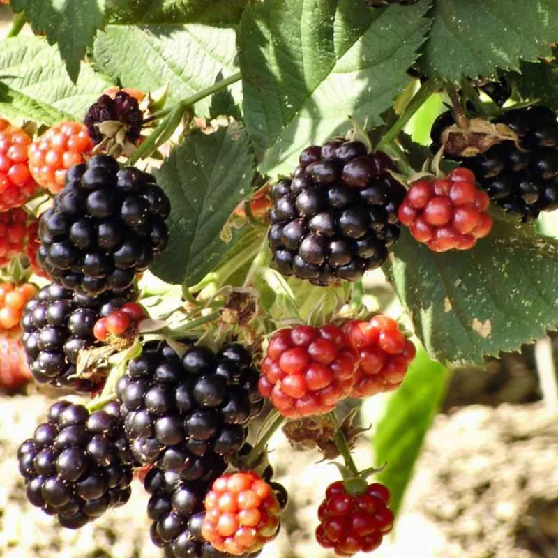Von Everbearing Blackberry Plants - 4 Pack Thornless Blackberry Plant Bushes - High-Yield Variety