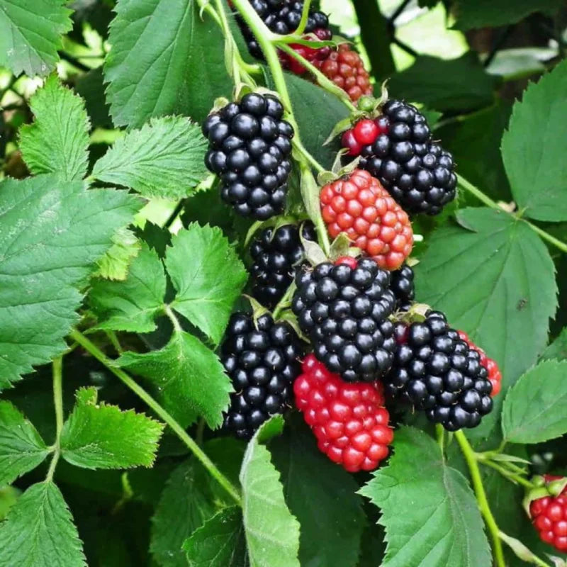 Von Everbearing Blackberry Plants - 4 Pack Thornless Blackberry Plant Bushes - High-Yield Variety