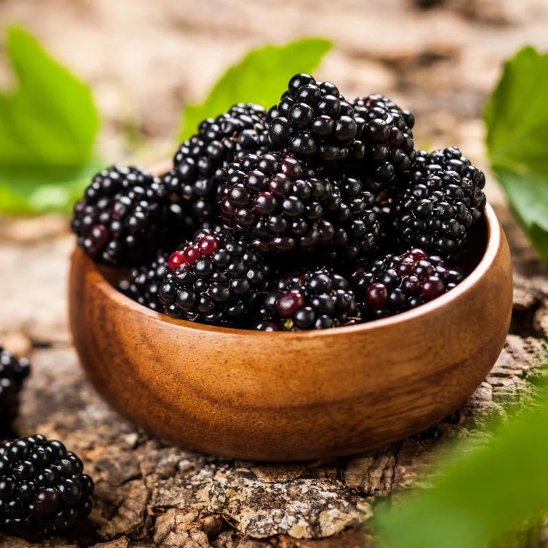 Von Everbearing Blackberry Plants - 4 Pack Thornless Blackberry Plant Bushes - High-Yield Variety