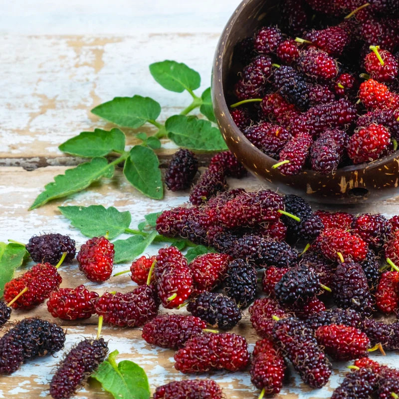 Everbearing Mulberry Tree Live Plant 2 Feet in Gallon Pot
