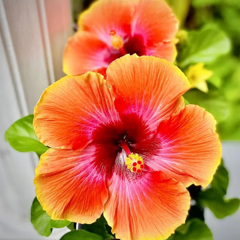 Fiesta Hibiscus Plant Live Hardy Flower 6-10'' Tall Garden Ready