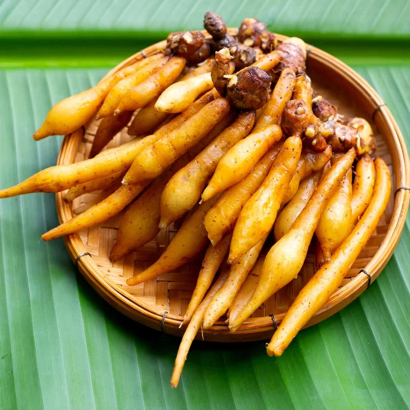 Finger Root Plant - 4-6 Inch Bare Root Outdoor Garden Plant