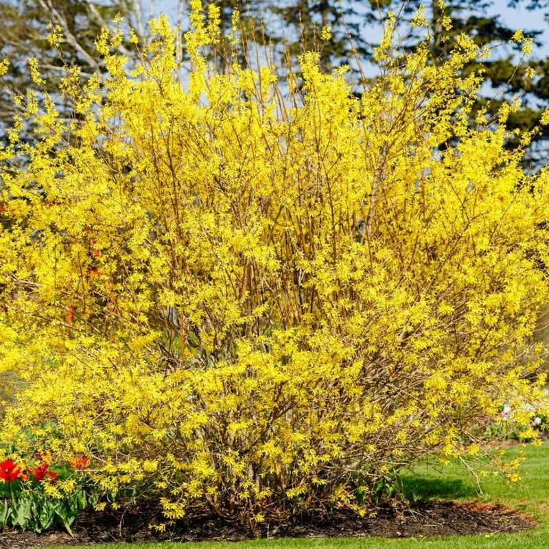 Forsythia Plant, 6 to 8 Inch Tall, 4 Inch Pot
