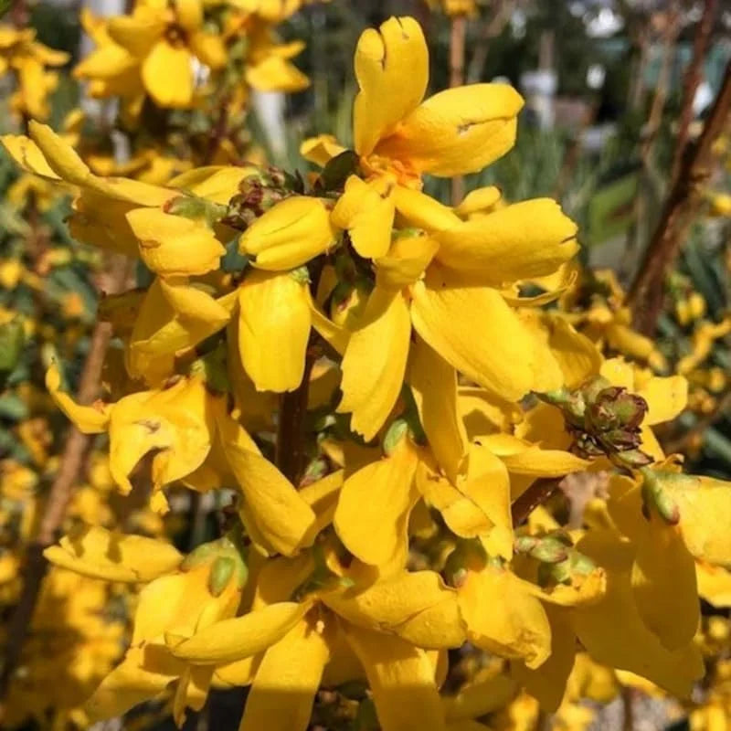 Forsythia Plant, 6 to 8 Inch Tall, 4 Inch Pot