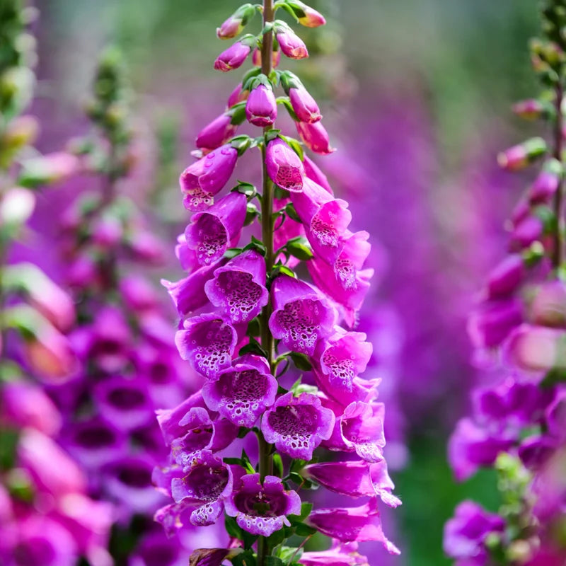 Foxglove Plant Live Perennial Spring Flower - 4 Inches Tall Bareroot Garden Plant