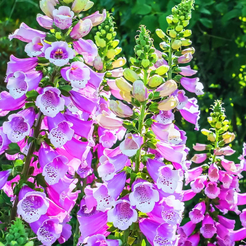Foxglove Plant Live Perennial Spring Flower - 4 Inches Tall Bareroot Garden Plant