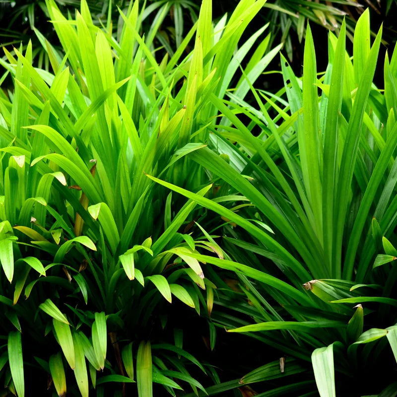 Fragrant Pandan Plant Live Herb - 4 to 6 Inch Starter Plant for Gardens