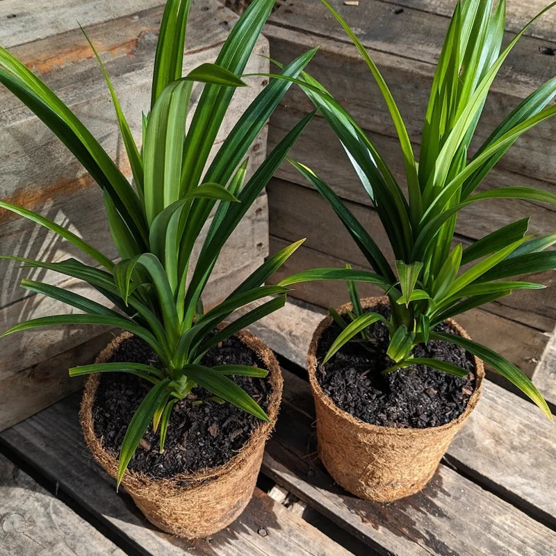 Fragrant Pandan Plant Live Herb - 4 to 6 Inch Starter Plant for Gardens