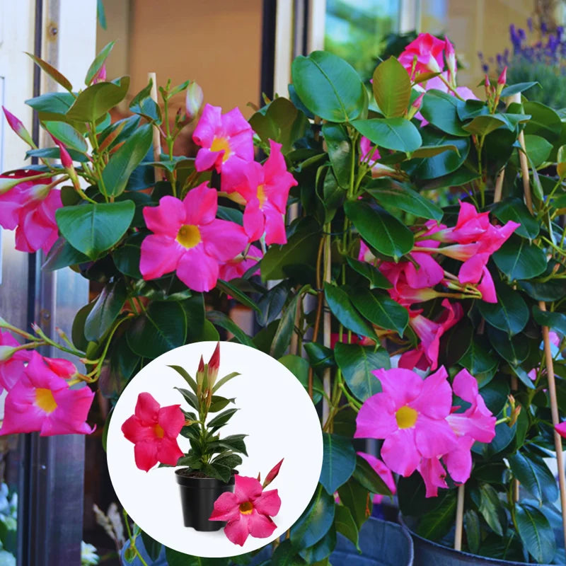 3 Fragrant Pink Mandevilla Plants - Live Vine Starter Plants - 5-8 Inch Tropical Flowers