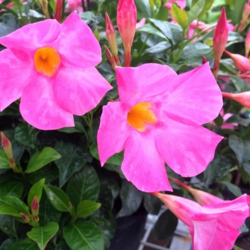 3 Fragrant Pink Mandevilla Plants - Live Vine Starter Plants - 5-8 Inch Tropical Flowers