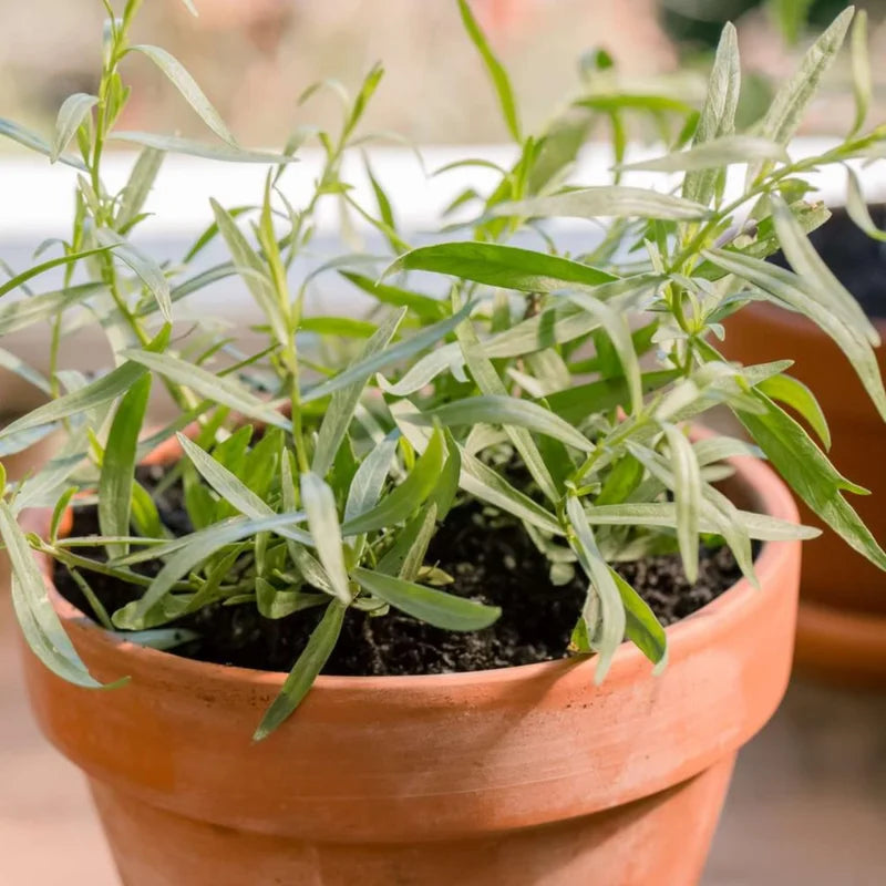 French Tarragon Plant Live Herb Plug 3-5 Inches Outdoor Planting
