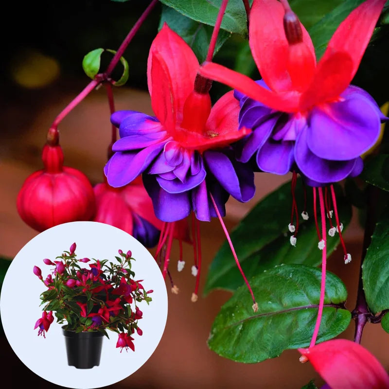 3 Fuchsia Flower Live Plants - Purple Fuchsia Plants Set of 3 Garden Plants