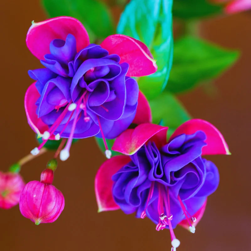 Fuchsia Live Plants 3-Pack - Purple Flower Plant Outdoor Garden