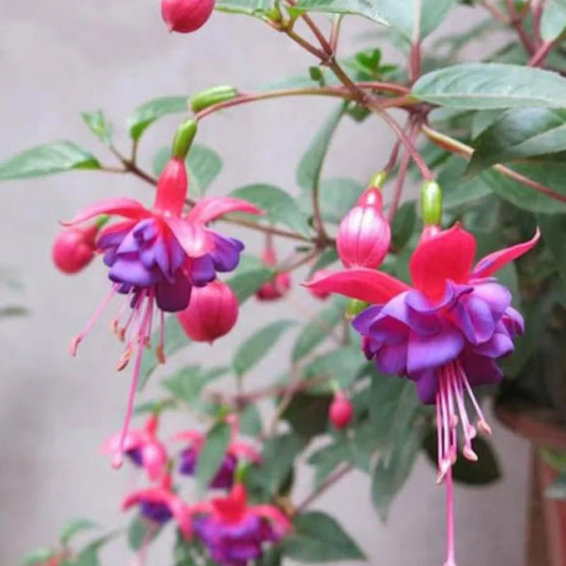 Fuchsia Live Plants 3-Pack - Purple Flower Plant Outdoor Garden