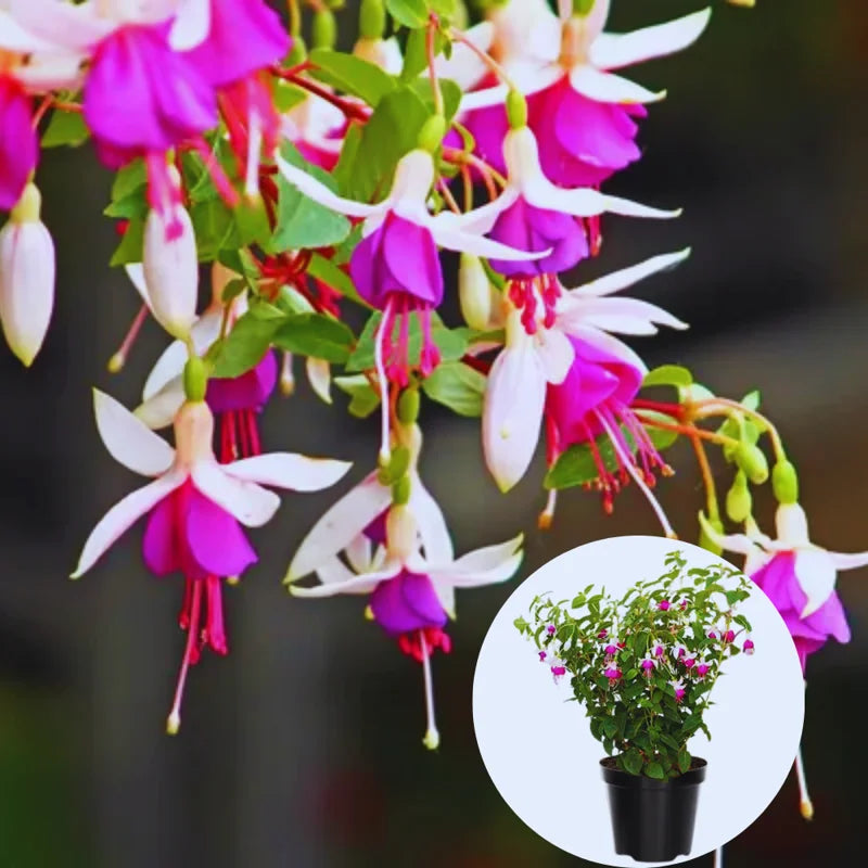 3 Fuchsia Live Plants - White Purple Variety - Gardening &amp; Patio Decor