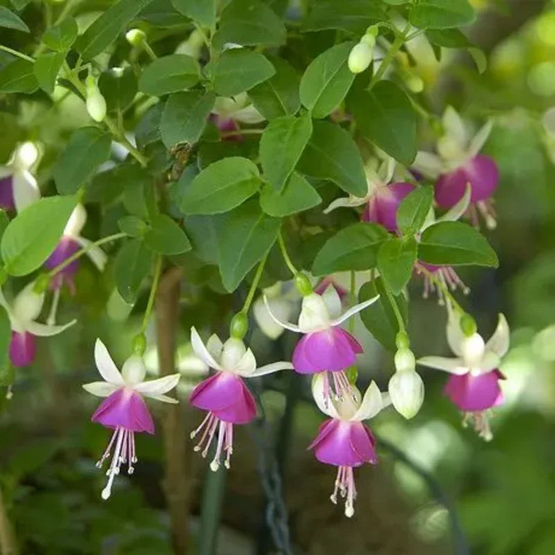 3 Fuchsia Live Plants - White Purple Variety - Gardening &amp; Patio Decor