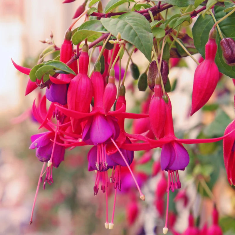 3 Purple Fuchsia Live Plants - Starter Fuchsia Plants - Garden &amp; Patio