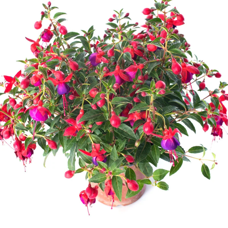 3 Fuchsia Plants Live - Starter Plants, Purple Flowers, Garden Ready