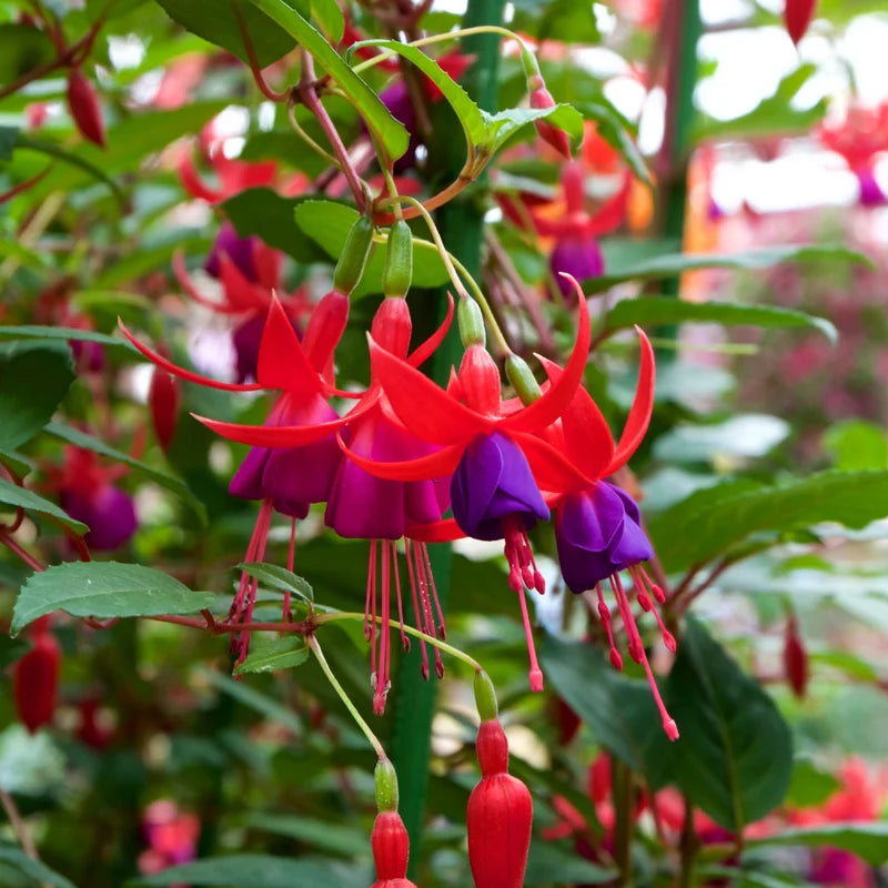 3 Purple Fuchsia Live Plants - Starter Fuchsia Plants - Garden &amp; Patio