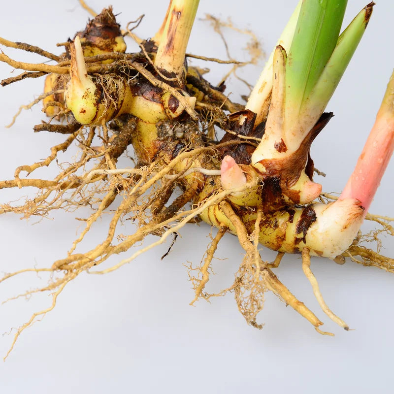 Galangal Root Plant, Thai Ginger Starter, 4-6 Inch, Outdoor Garden Plant