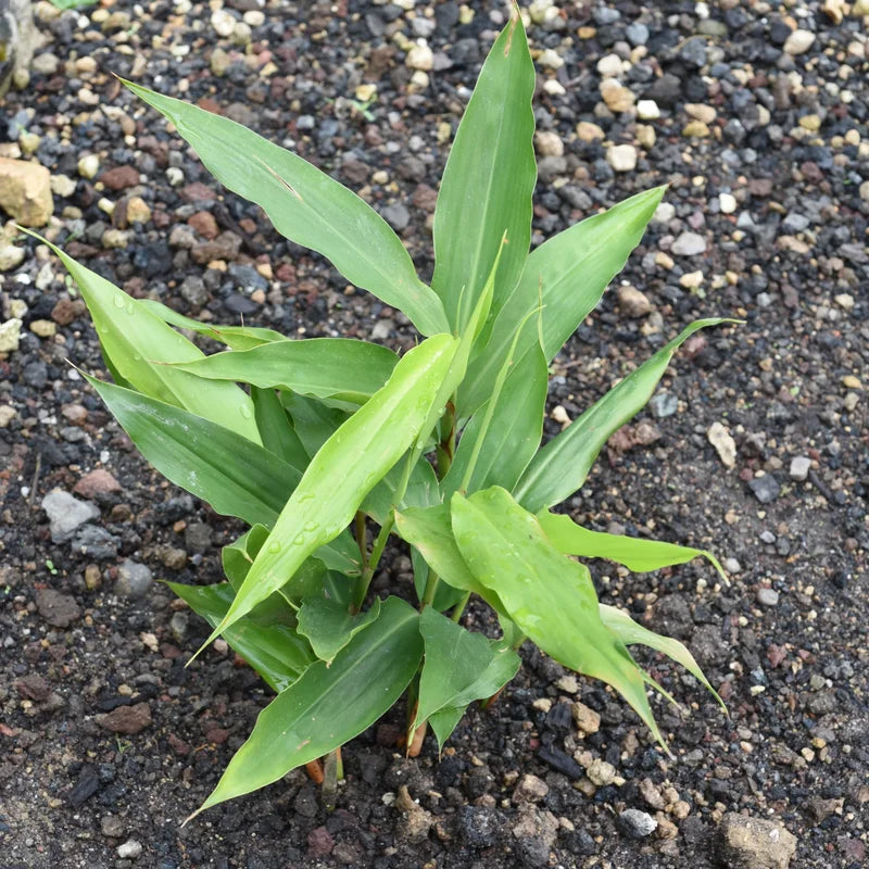 Galangal Root Plant, Thai Ginger Starter, 4-6 Inch, Outdoor Garden Plant