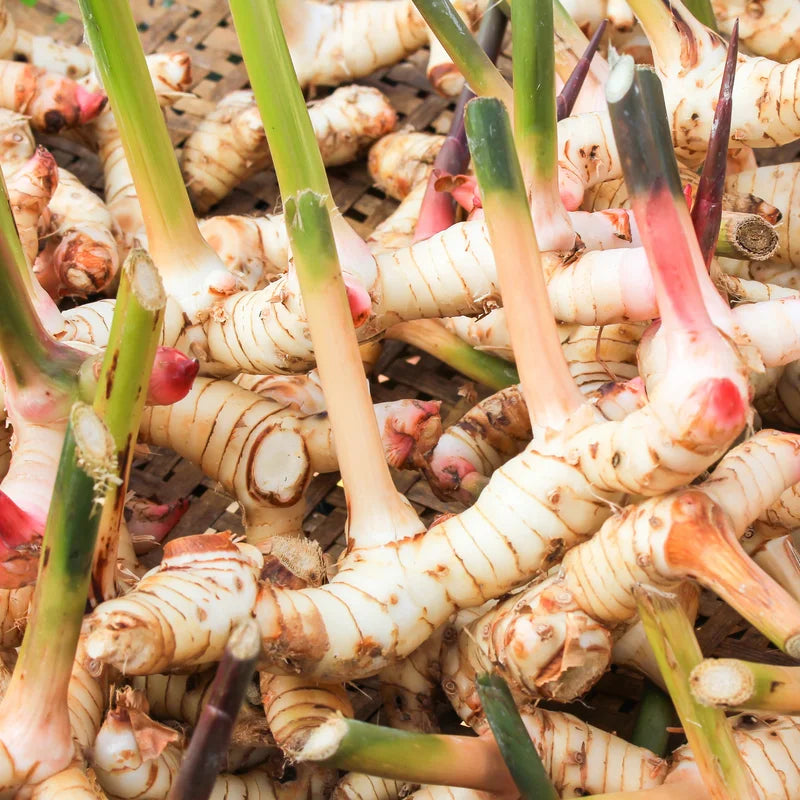Galangal Root Plant, Thai Ginger Starter, 4-6 Inch, Outdoor Garden Plant