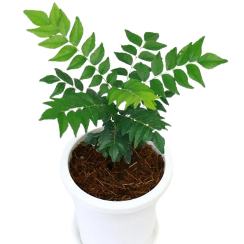 Gamthi Curry Live Plant - Ready to Grow Herb - 4-inch Pot