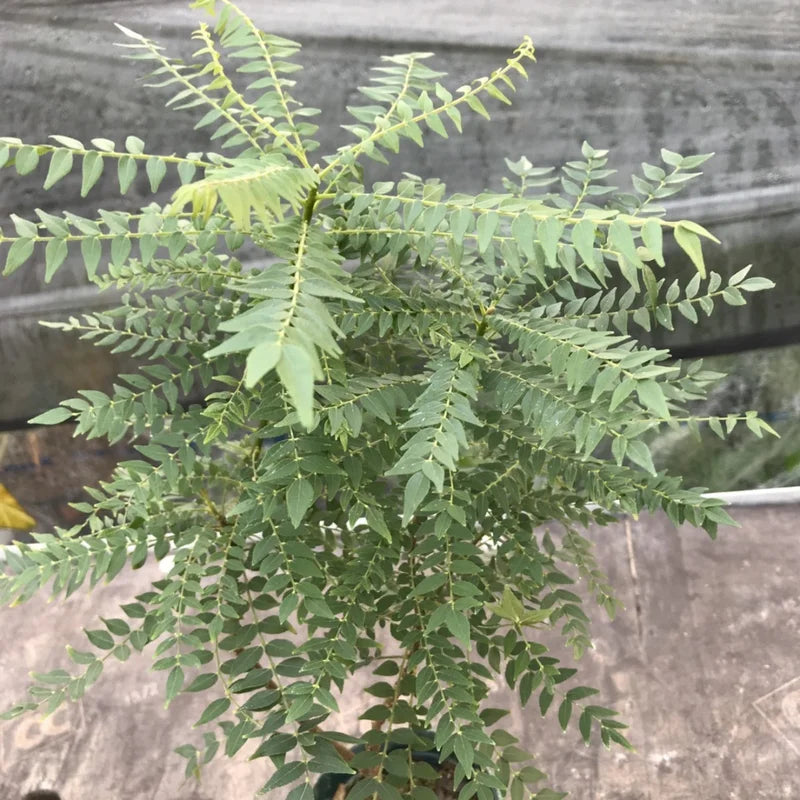 Gamthi Curry Live Plant - Ready to Grow Herb - 4-inch Pot