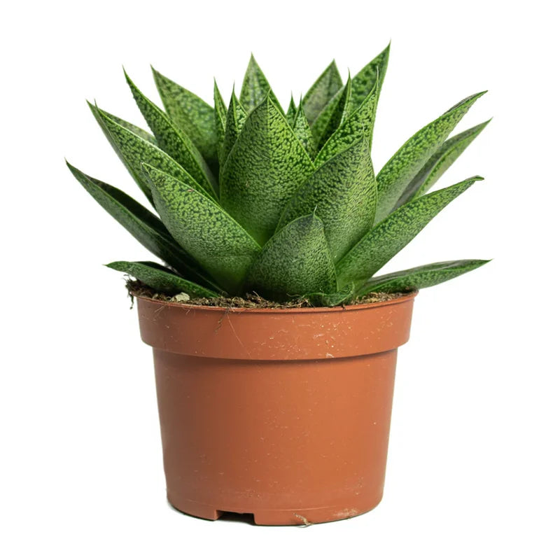 Gasteria glomerata Live Plant - 2 Inch Pot - Ox Tongue - Office &amp; Home Decor
