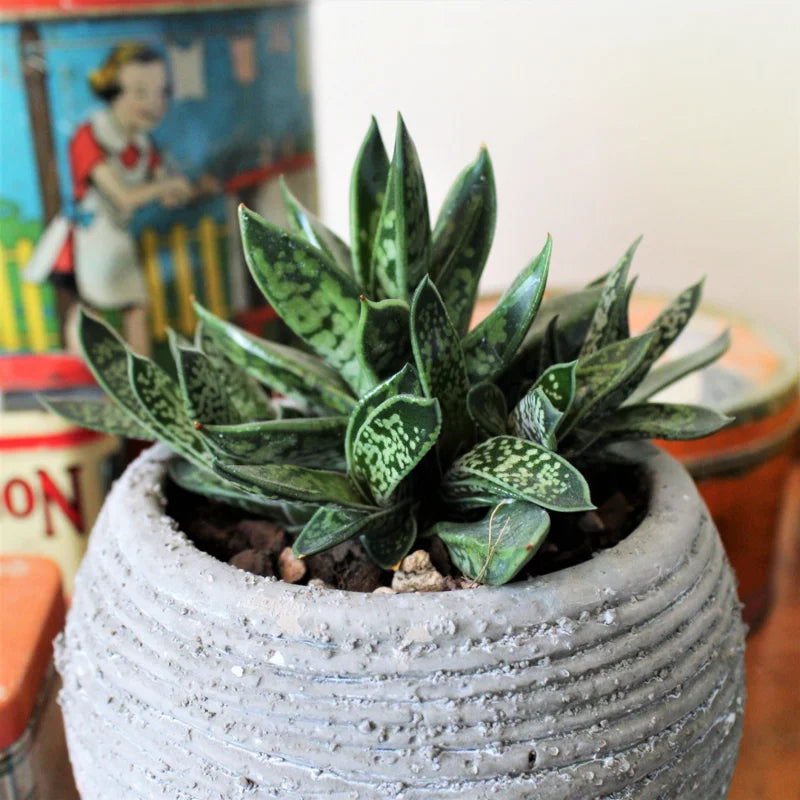 Gasteria glomerata Live Plant - 2 Inch Pot - Ox Tongue - Office &amp; Home Decor