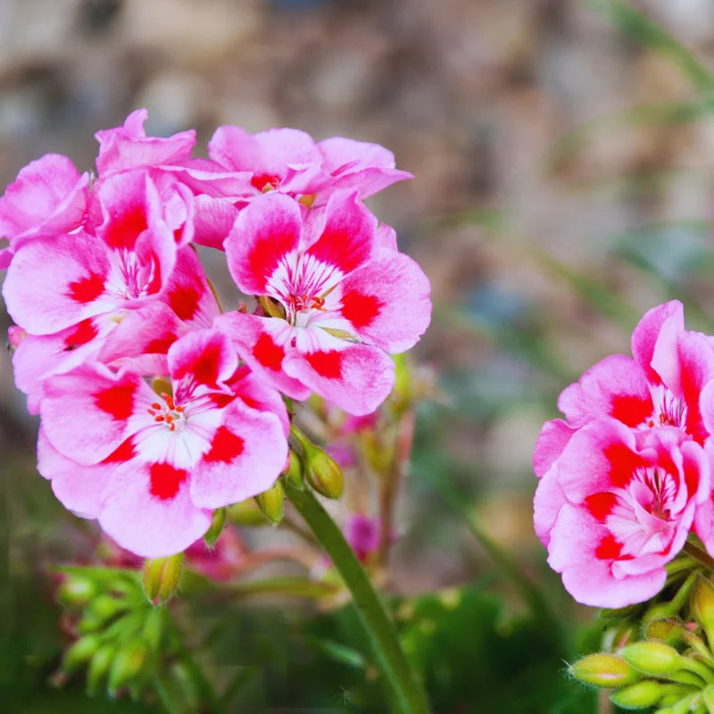 3 Geranium Plants Live - Starter Set, White &amp; Pink, 5-8 Inches, Garden Ready