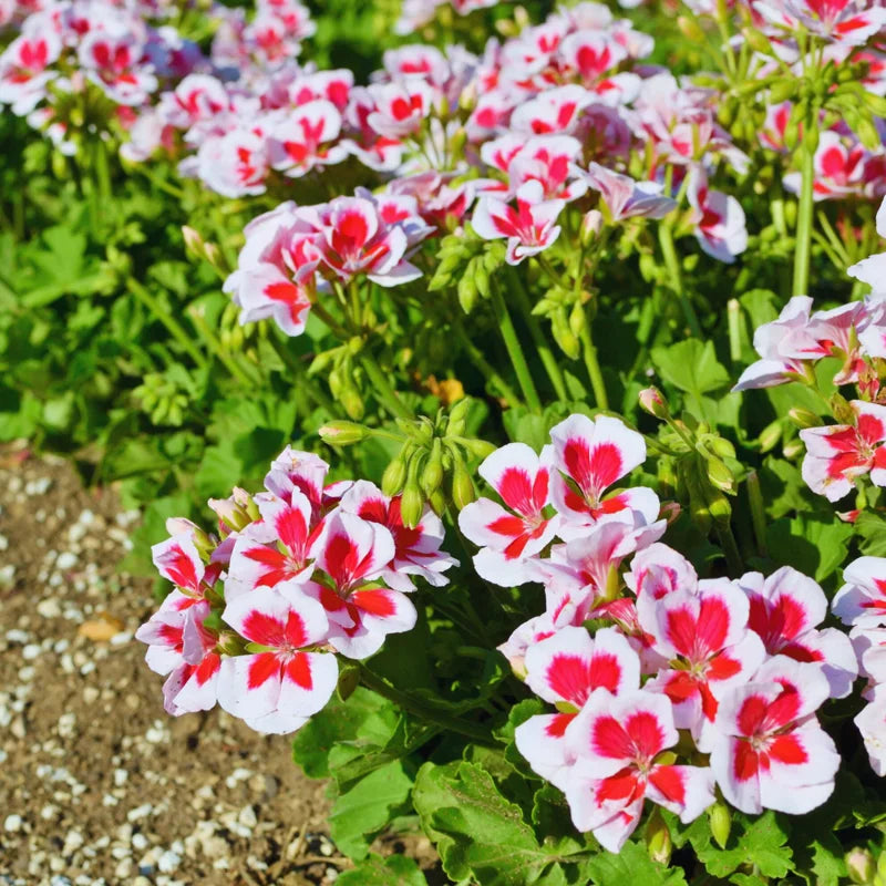 3 Geranium Plants Live - Starter Set, White &amp; Pink, 5-8 Inches, Garden Ready