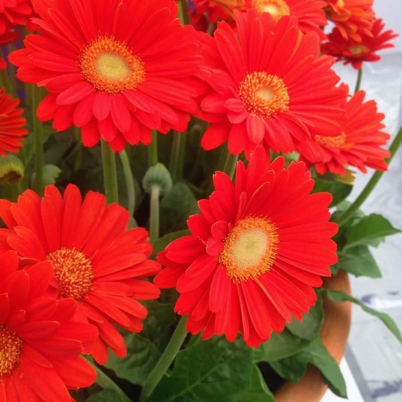 Red Gerbera Daisy Plants Live - 3 Pack, 3-5 Inch Tall, Red Flowers